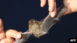 A bat is held by a scientist during an educational event in the Czech Republic.