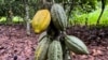 FILE - Cocoa pods are seen at a farm in Daloa, Ivory Coast, on Oct. 2, 2023. Experts say the 2025 mid-crop cocoa harvest will be down about 40% from the yearly average.