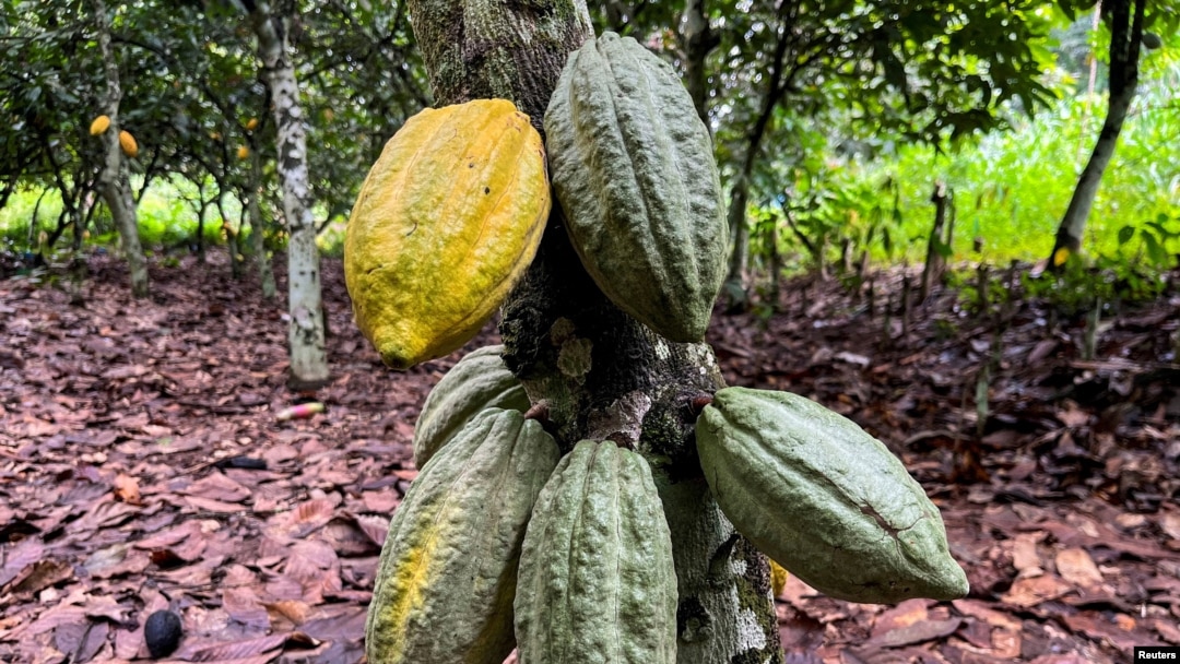 FILE - Cocoa pods are seen at a farm in Daloa, Ivory Coast, on Oct. 2, 2023. Experts say the 2025 mid-crop cocoa harvest will be down about 40% from the yearly average.
