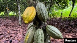 FILE - Cocoa pods are seen at a farm in Daloa, Ivory Coast, on Oct. 2, 2023. Experts say the 2025 mid-crop cocoa harvest will be down about 40% from the yearly average.