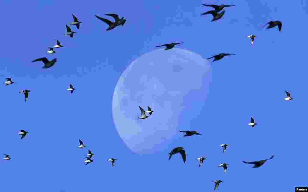 گروهی از پرندگان دریایی از جلوی ماه رد می&zwnj;&zwnj;شوند. نورفک، انگلیس.