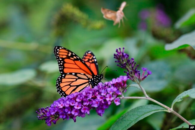 A monarch butterfly feeds in Omaha, Neb., Monday, Sept. 28, 2015. (AP Photo/Nati Harnik)