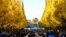 People take pictures of ginkgo trees in fall colors at the Meiji Shrine Outer Garden in Tokyo, Japan.