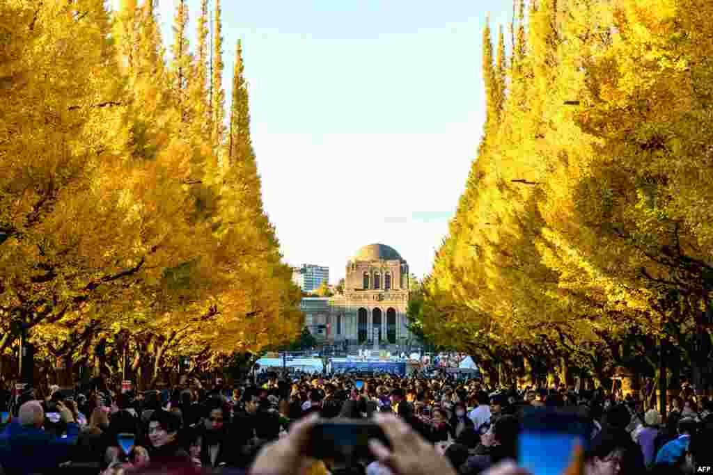 People take pictures of ginkgo trees in fall colors at the Meiji Shrine Outer Garden in Tokyo, Japan.