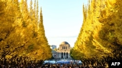 People take pictures of ginkgo trees in fall colors at the Meiji Shrine Outer Garden in Tokyo, Japan.
