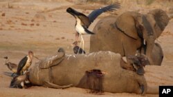 Elephants dying in large numbers in Zimbabwe