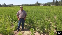 FILE - Grower Robert Purdy stands in his field of genetically engineered sugar beets near Salem, Ore., June 6, 2014. Researchers have found no evidence that genetically modified crops are unsafe to eat.
