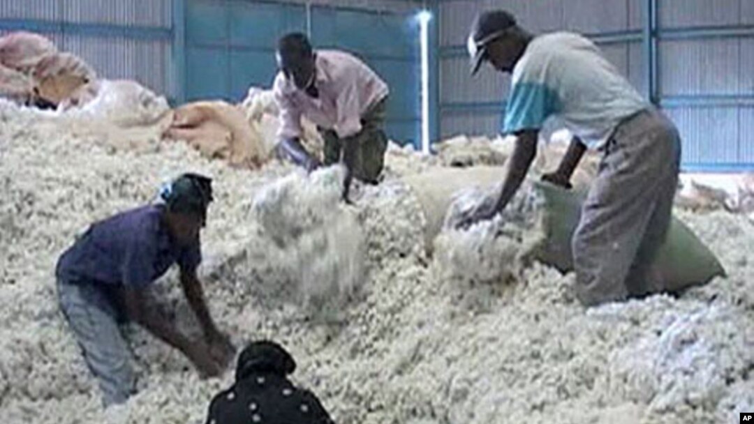 Business is brisk at Makueni Ginneries in Kenya’s Eastern province