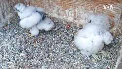 Good News COVID Falcon Chicks USAGM