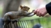 A person feeds peanuts to a grey squirrel in Washington Square Park in New York City, Oct. 7, 2020.