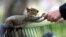 A person feeds peanuts to a grey squirrel in Washington Square Park on October 7, 2020 in New York City. 