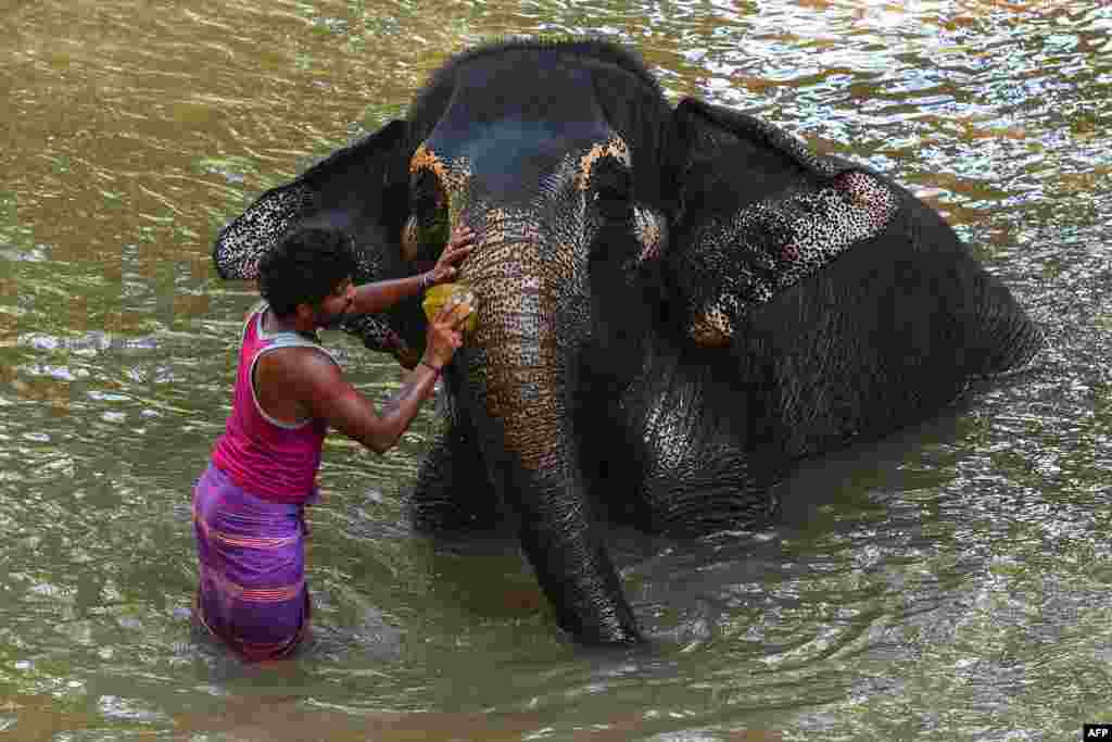 A mahout washes an elephant in the river in Pinnawala, some 95 kms from the capital Colombo, Sri Lanka.