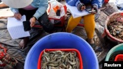 Shrimp farmers weigh harvested shrimps in Soc Trang province, Vietnam, April 27, 2021. (REUTERS/Thanh Hue)