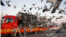 Racing pigeons are released from cages on the back of a truck for a 1000-kilometer race in Langfang, Hebei province, China, on November 20, 2020. (REUTERS/Carlos Garcia Rawlins)