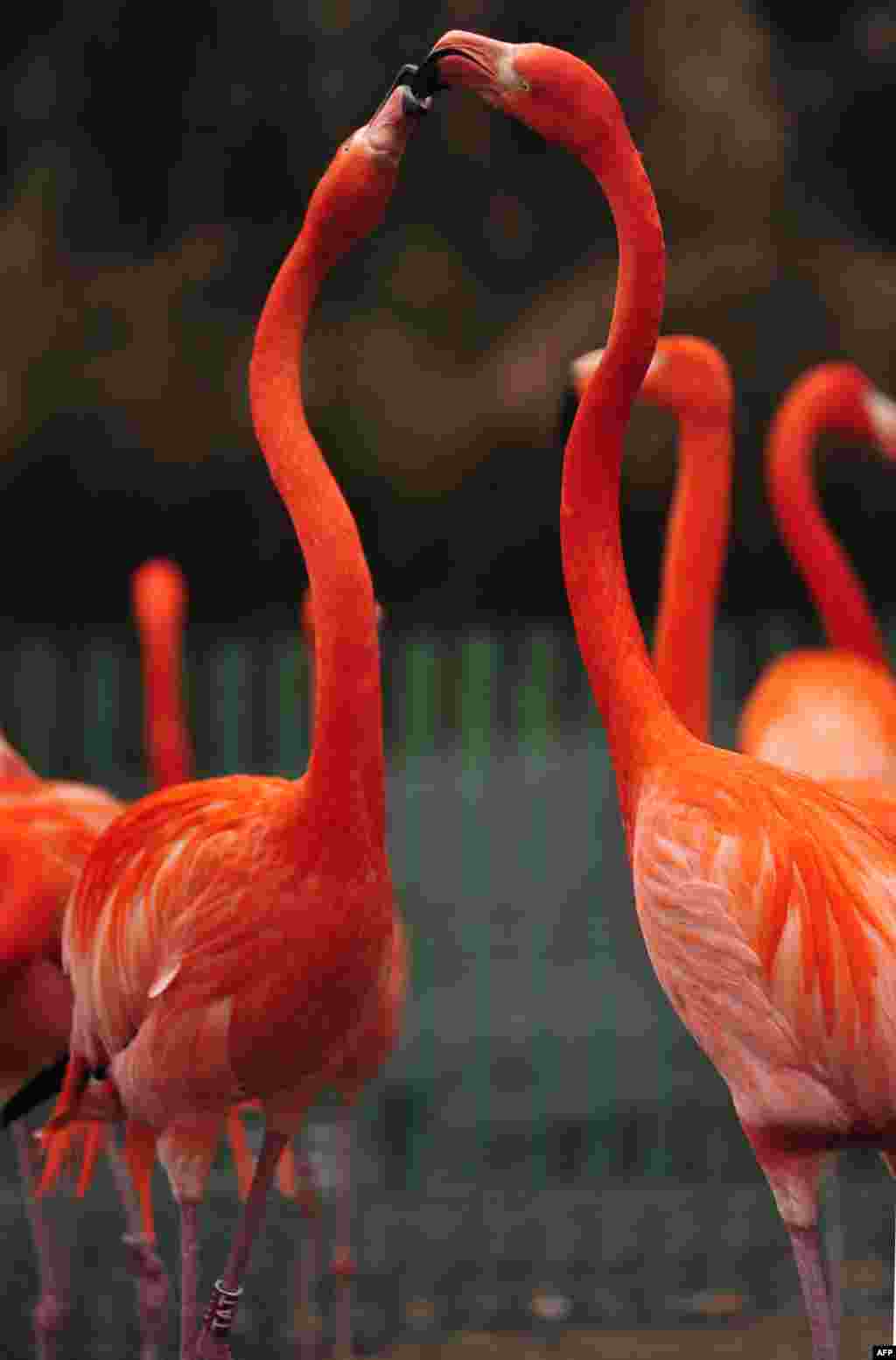 Two flamingos slap their beaks in their enclosure during the annual inventory at the zoo in Magdeburg, eastern Germany. 