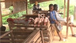 A teenager selling poultry waits for customers, in Bertoua, Cameroon, April, 6, 2021. (Moki Edwin Kindzeka/VOA)