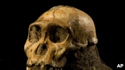 The cranium of the juvenile Australopithecus sediba found in Malapa, South Africa in 2008.