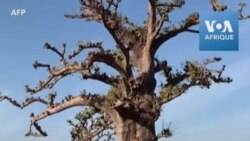 Dakar Fashion Week 2020 éblouit sous les baobabs