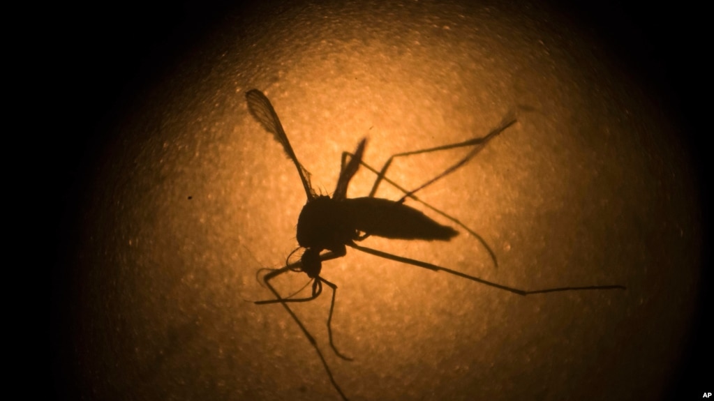 FILE - In this Jan. 27, 2016, file photo, an Aedes aegypti is photographed through a microscope at the Fiocruz institute in Recife, Pernambuco state, Brazil. Sometime in 2021 next year, genetically modified mosquitoes will be released in the Florida Keys.