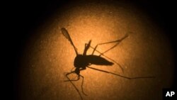 FILE - In this Jan. 27, 2016, photo, an Aedes aegypti is photographed through a microscope at the Fiocruz institute in Recife, Pernambuco state, Brazil. Sometime in 2021, genetically modified mosquitoes will be released in the Florida Keys.