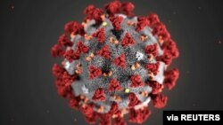 The ultrastructural morphology exhibited by the 2019 Novel Coronavirus, which was identified as the cause of an outbreak of respiratory illness first detected in Wuhan, China, is seen in an illustration released by CDC in Atlanta, Georgia, Jan. 29, 2020.