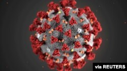 The ultrastructural morphology exhibited by the 2019 Novel Coronavirus, which was identified as the cause of an outbreak of respiratory illness first detected in Wuhan, China, is seen in an illustration released by CDC in Atlanta, Georgia, Jan. 29, 2020.