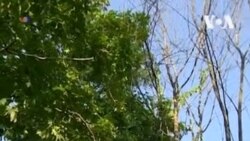 Игуана на дереве