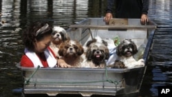 A woman and her dogs sit in a boat as they are evacuated from a flooded area in Bangkok October 26, 2011.