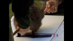 澳大利亚动员为动物留印记