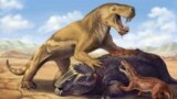 This undated illustration shows the Permian Period tiger-sized saber-toothed protomammal Inostrancevia atop its dicynodont prey, scaring off the much smaller species Cyonosaurus. (Matt Celeskey/Handout via REUTERS)