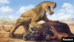 This undated illustration shows the Permian Period tiger-sized saber-toothed protomammal Inostrancevia atop its dicynodont prey, scaring off the much smaller species Cyonosaurus. (Matt Celeskey/Handout via REUTERS)