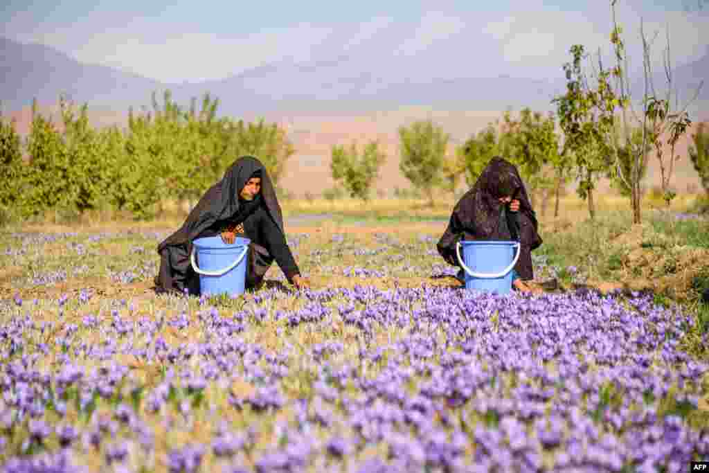 Workers harvest saffron flowers in a field in Herat province, Afghanistan.