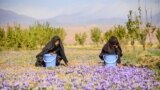 برداشت محصول زعفران در منطقه ای در استان هرات در افغانستان.