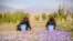 برداشت محصول زعفران در منطقه ای در استان هرات در افغانستان.