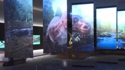 世界最受欢迎恐龙在芝加哥菲尔德博物馆改头换面