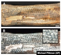 This image provided by researchers shows intricate tattoo designs on a mummified human from Peru's Chancay culture in visible light and using laser-stimulated fluorescence.