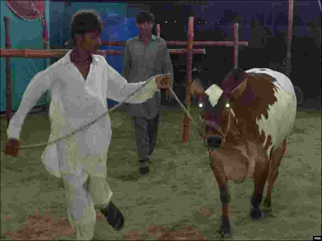 مالکوں کی جانب سے مویشی منڈی میں منہ مانگی قیمتیں لگانے کا تاثر