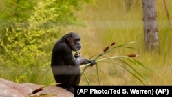 A chimp holds some plants as she sits in an outside play area. (AP Photo/Ted S. Warren) 