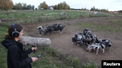 Elodie Mandel-Briefer, a behavioral biologist at the University of Copenhagen, demonstrates how she records pigs' calls to analyze later on a farm in Vipperod, Denmark, October 21, 2024. 