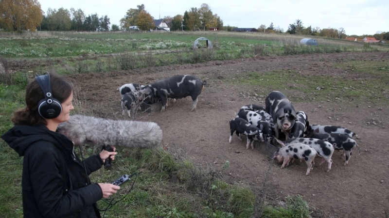 AI decodes oinks and grunts to keep pigs happy in Danish study