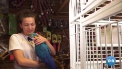 Mỗi chú vẹt đều có câu chuyện thú vị