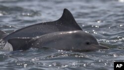 Des dauphins nageant près des côtes brésiliennes, le 11 janvier 2018.