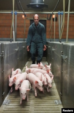 Belgian pig farmer Piet Paesmans walks behind his pigs in Nieuwerkerken