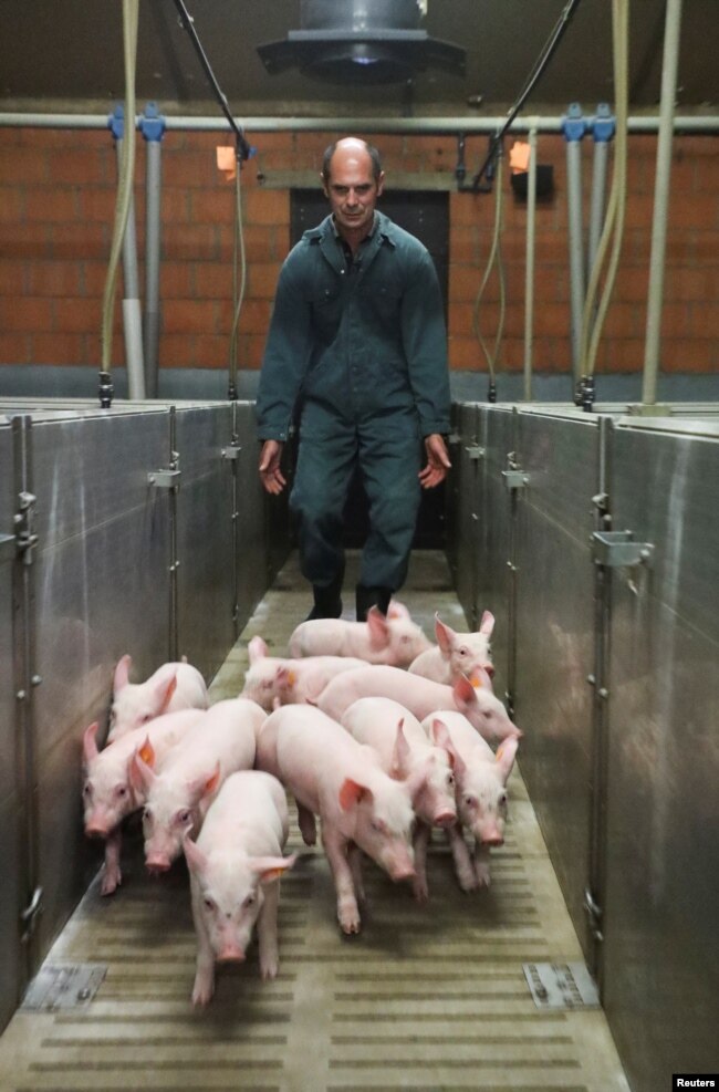 Belgian pig farmer Piet Paesmans walks behind his pigs in Nieuwerkerken