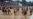 Maximum Security Will Not Run in Preakness