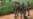 CAR Humanitarian Situation Worsens