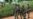 UN Approves European Troop Deployment to CAR
