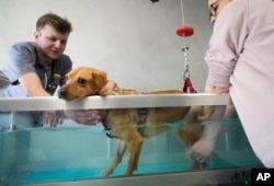 FILE - Veterinary doctor Jakob Kotowicz, left, and his assistant treat a dog with a broken leg in a water bath at the ADA foundation center in Przemysl, southeastern Poland, Monday, March 28, 2022. (AP Photo/Sergei Grits)
