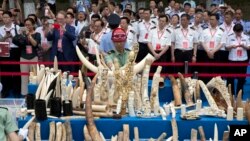 Chinese officials watch as workers prepare ivory products for destruction during a ceremony in Beijing, May 29, 2015. Chinese officials presided over a ceremony to destroy more than 660 kilograms of ivory as part of a crackdown on the illegal trade.