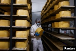 Worker holds a wheel of Sao Jorge cheese at Uniqueijo cheese factory, on Sao Jorge Island